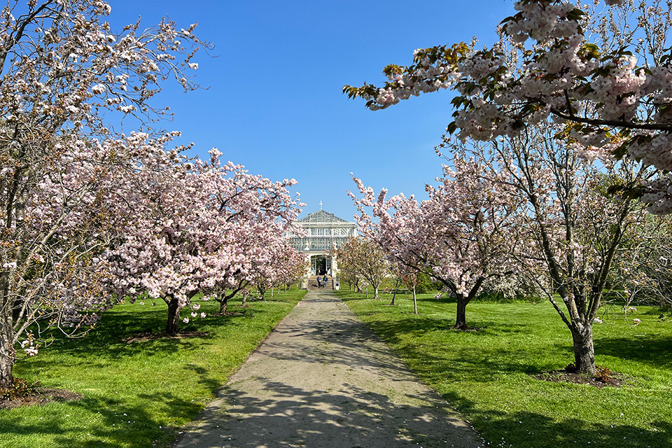 A walkway between grass and pink blossoming trees leading to a glass building 